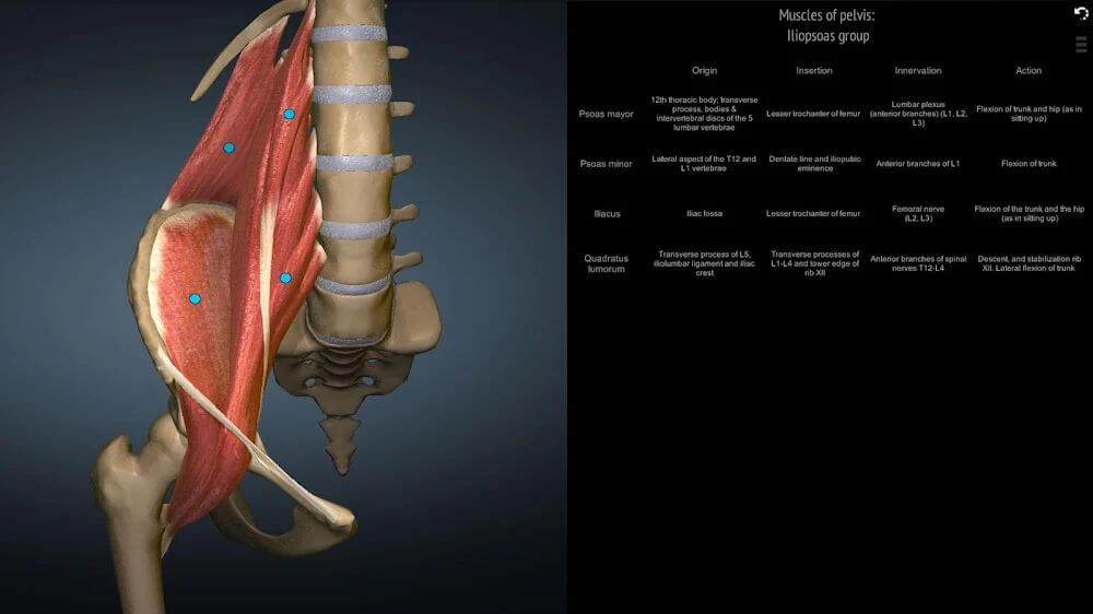 Anatomy Learning - 3D Anatomy Atlas v2.1.425 MOD APK (Full version Unlocked)