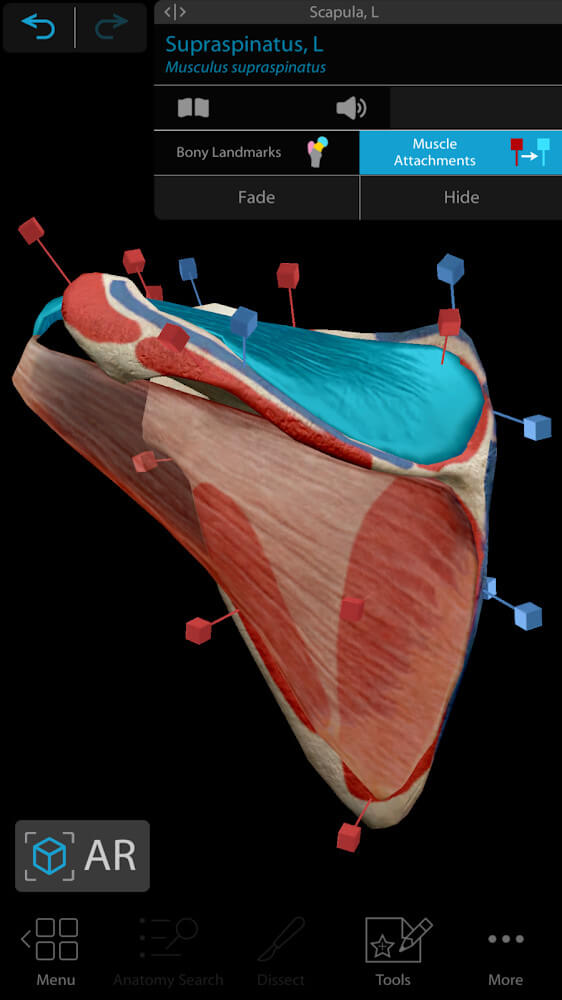 Human Anatomy Atlas 2024 v2024.00.005 APK + MOD (All Content Unlocked)