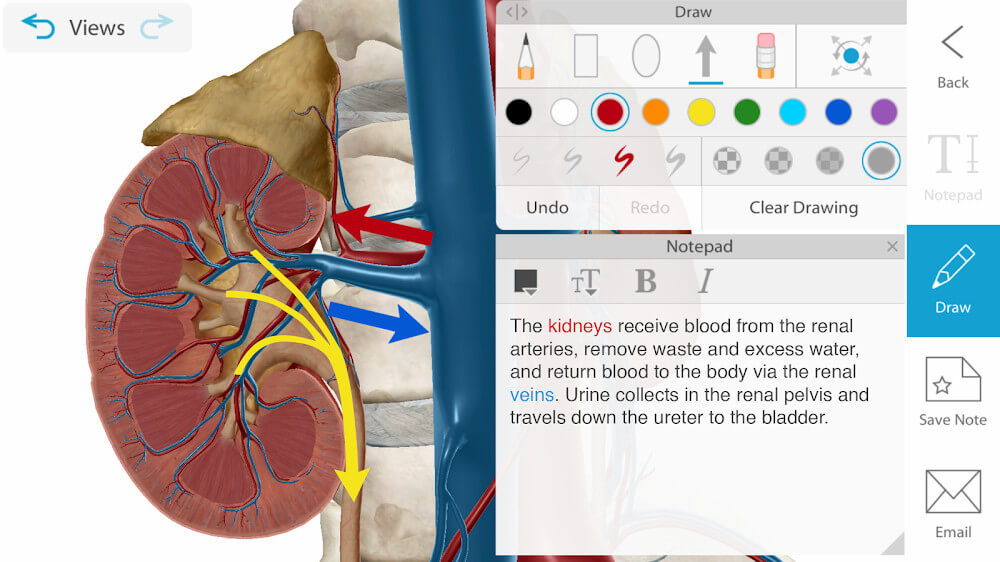 Human Anatomy Atlas 2024 v2024.00.005 APK + MOD (All Content Unlocked)