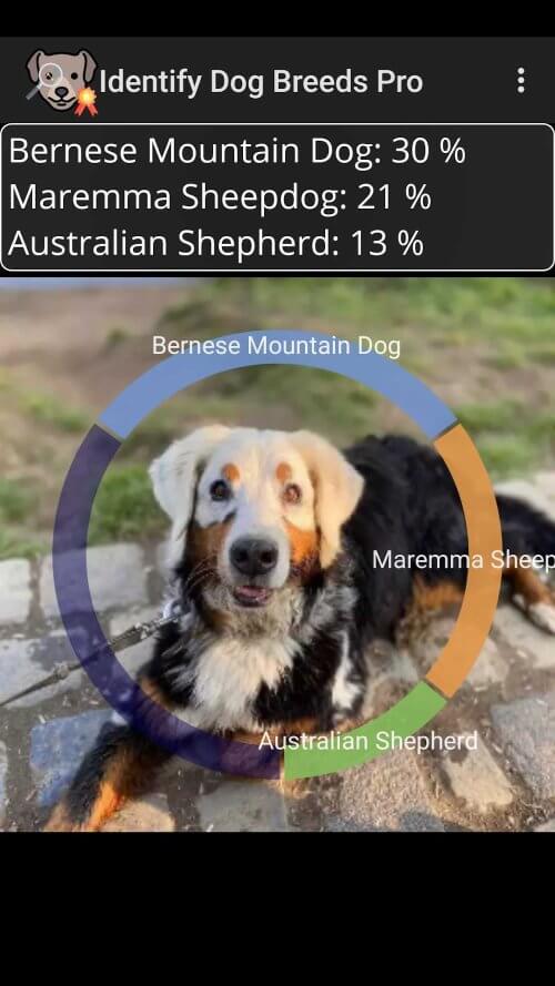 Identify Dog Breeds Pro v28 APK (Full Version)