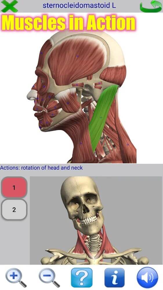 Visual Anatomy 2 v4.0 b44 APK (Patched)